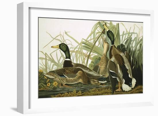 Mallard Duck, Plate CCXXI, Aquatint with Engraving and Hand-Colouring, on J. Whatman, 1831-John James Audubon-Framed Giclee Print