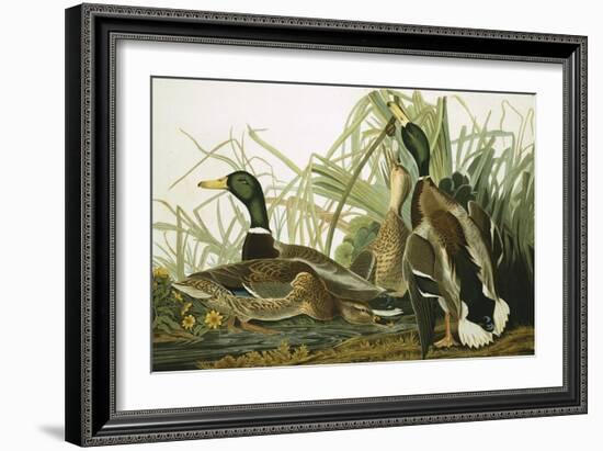 Mallard Duck, Plate CCXXI, Aquatint with Engraving and Hand-Colouring, on J. Whatman, 1831-John James Audubon-Framed Giclee Print