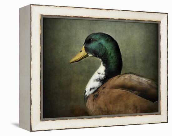 Mallard Duck Portrait-Jai Johnson-Framed Premier Image Canvas