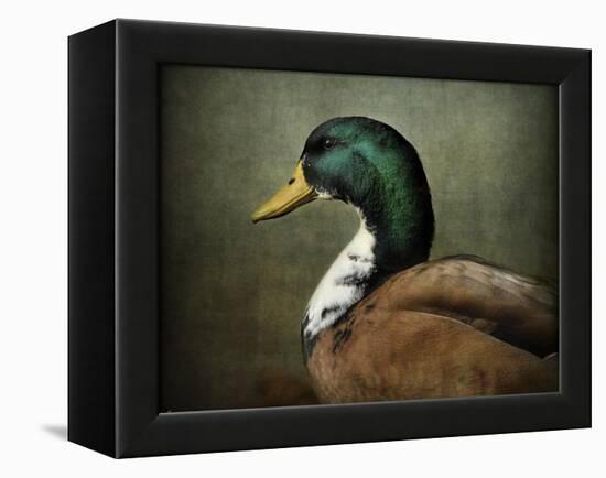Mallard Duck Portrait-Jai Johnson-Framed Premier Image Canvas