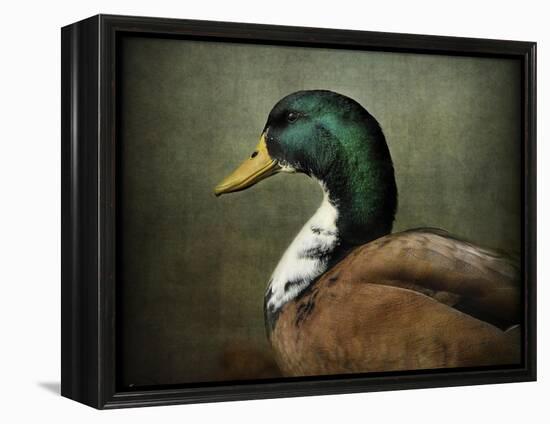 Mallard Duck Portrait-Jai Johnson-Framed Premier Image Canvas