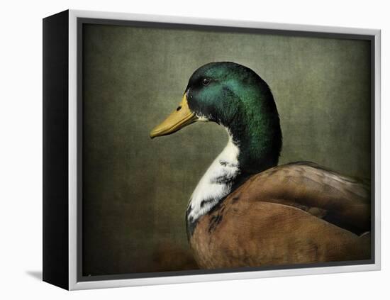 Mallard Duck Portrait-Jai Johnson-Framed Premier Image Canvas