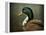 Mallard Duck Portrait-Jai Johnson-Framed Premier Image Canvas