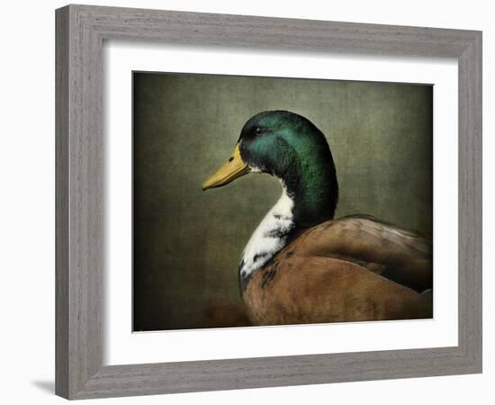 Mallard Duck Portrait-Jai Johnson-Framed Giclee Print