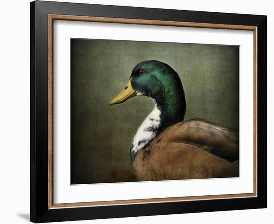 Mallard Duck Portrait-Jai Johnson-Framed Giclee Print