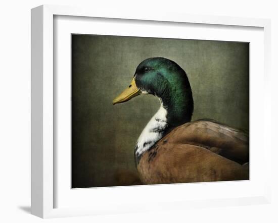 Mallard Duck Portrait-Jai Johnson-Framed Giclee Print