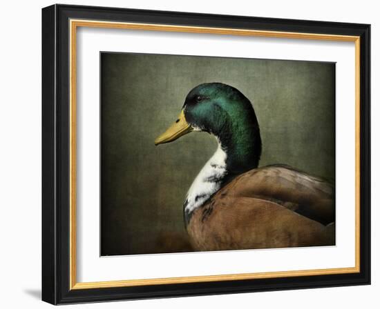 Mallard Duck Portrait-Jai Johnson-Framed Giclee Print