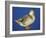 Mallard Duck Stanging on Ice, UK-Colin Varndell-Framed Photographic Print