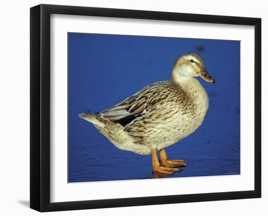 Mallard Duck Stanging on Ice, UK-Colin Varndell-Framed Photographic Print