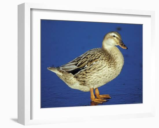 Mallard Duck Stanging on Ice, UK-Colin Varndell-Framed Photographic Print