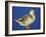 Mallard Duck Stanging on Ice, UK-Colin Varndell-Framed Photographic Print