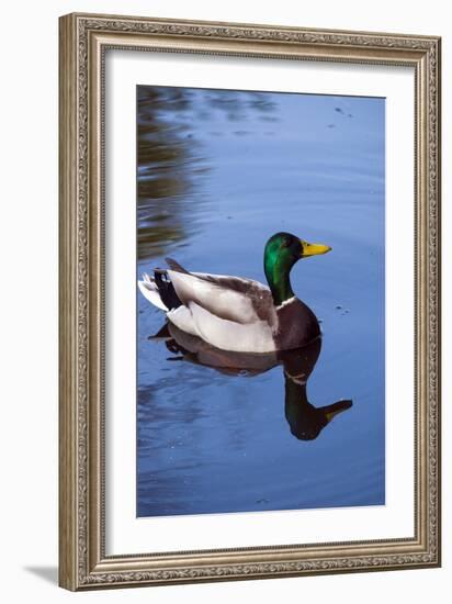 Mallard Duck-Anna Miller-Framed Photographic Print