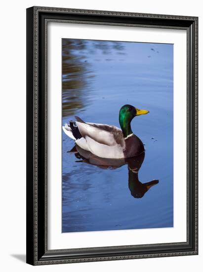 Mallard Duck-Anna Miller-Framed Photographic Print