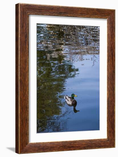 Mallard Duck-Anna Miller-Framed Photographic Print