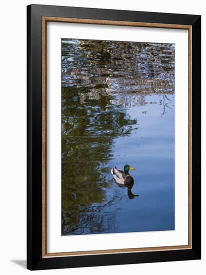 Mallard Duck-Anna Miller-Framed Photographic Print