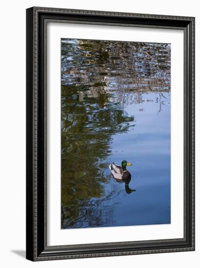 Mallard Duck-Anna Miller-Framed Photographic Print