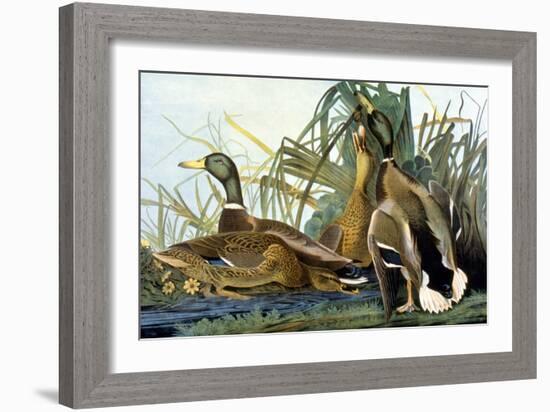 Mallard Duck-John James Audubon-Framed Giclee Print