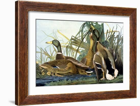 Mallard Duck-John James Audubon-Framed Giclee Print