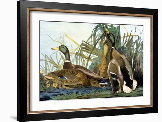 Mallard Duck-John James Audubon-Framed Giclee Print