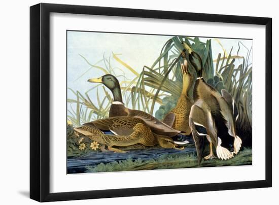 Mallard Duck-John James Audubon-Framed Giclee Print