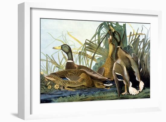 Mallard Duck-John James Audubon-Framed Giclee Print