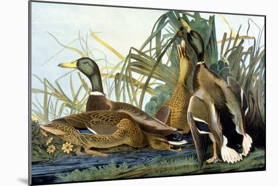 Mallard Duck-John James Audubon-Mounted Giclee Print