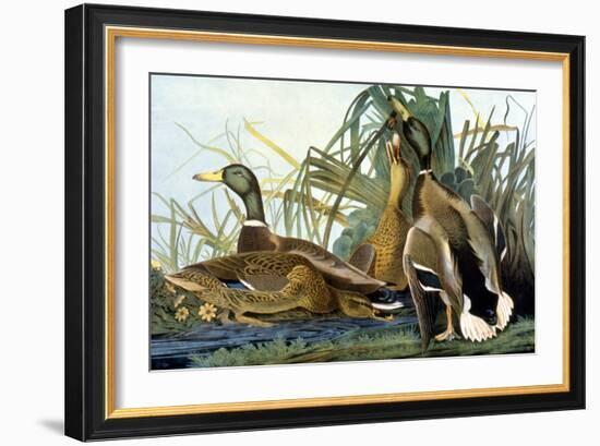 Mallard Duck-John James Audubon-Framed Giclee Print