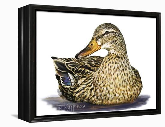 Mallard Duck-Tim Knepp-Framed Premier Image Canvas