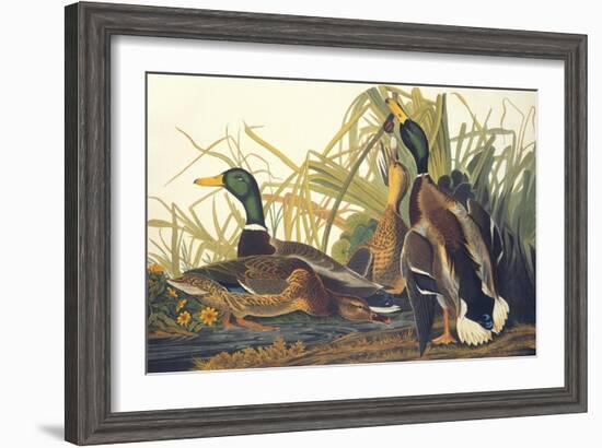 Mallard Duck-John James Audubon-Framed Art Print