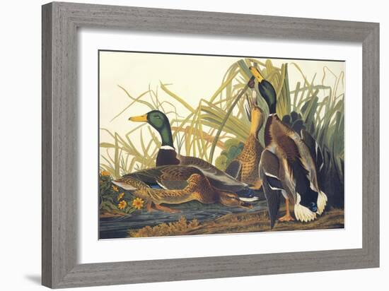 Mallard Duck-John James Audubon-Framed Art Print