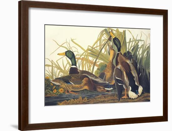 Mallard Duck-John James Audubon-Framed Art Print