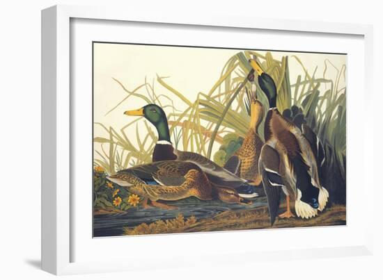 Mallard Duck-John James Audubon-Framed Art Print