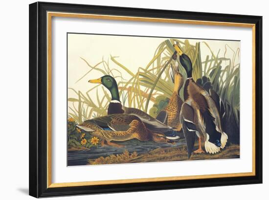 Mallard Duck-John James Audubon-Framed Art Print