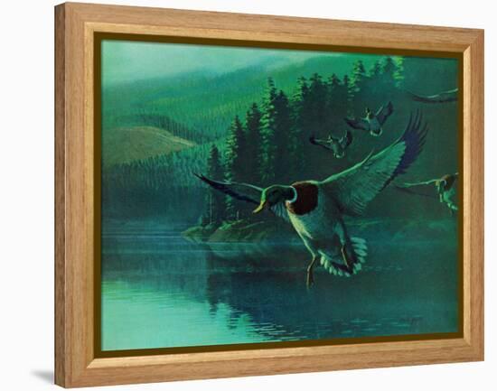 Mallard Duck-Stan Galli-Framed Premier Image Canvas