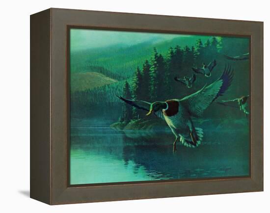 Mallard Duck-Stan Galli-Framed Premier Image Canvas