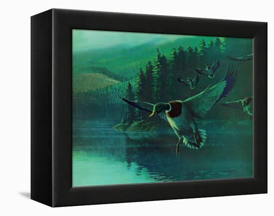 Mallard Duck-Stan Galli-Framed Premier Image Canvas