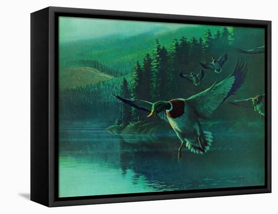 Mallard Duck-Stan Galli-Framed Premier Image Canvas