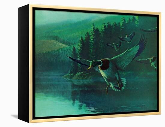 Mallard Duck-Stan Galli-Framed Premier Image Canvas