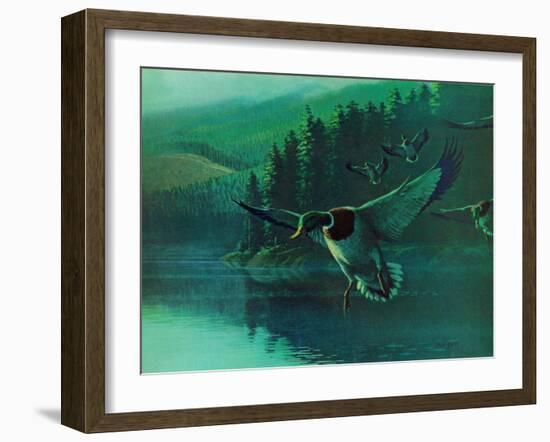 Mallard Duck-Stan Galli-Framed Giclee Print