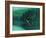 Mallard Duck-Stan Galli-Framed Giclee Print