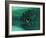 Mallard Duck-Stan Galli-Framed Giclee Print