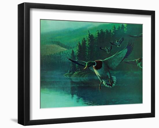 Mallard Duck-Stan Galli-Framed Giclee Print