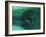 Mallard Duck-Stan Galli-Framed Giclee Print