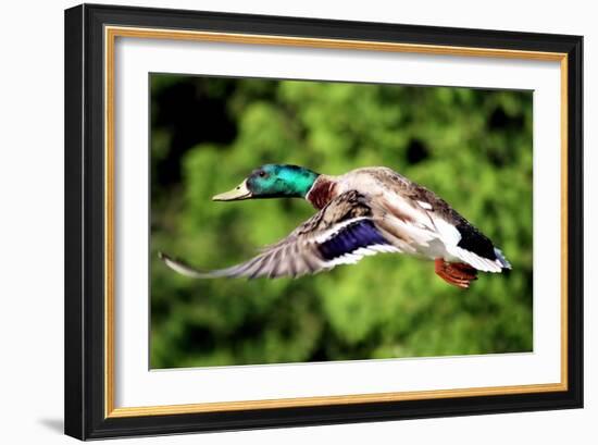 Mallard Duck-Lantern Press-Framed Art Print