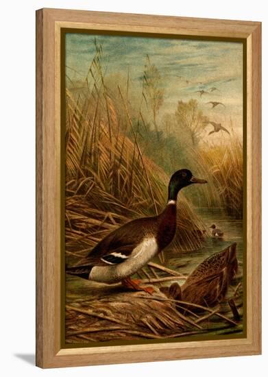 Mallard Duck-F.W. Kuhnert-Framed Stretched Canvas