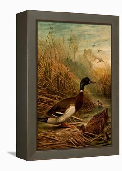 Mallard Duck-F.W. Kuhnert-Framed Stretched Canvas