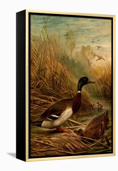 Mallard Duck-F.W. Kuhnert-Framed Stretched Canvas