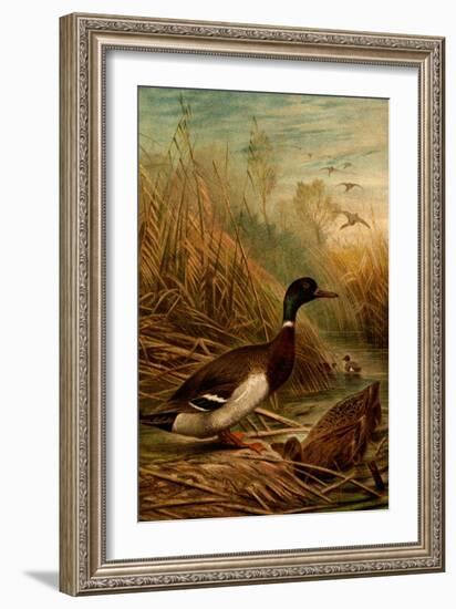 Mallard Duck-F.W. Kuhnert-Framed Art Print