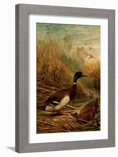 Mallard Duck-F.W. Kuhnert-Framed Art Print