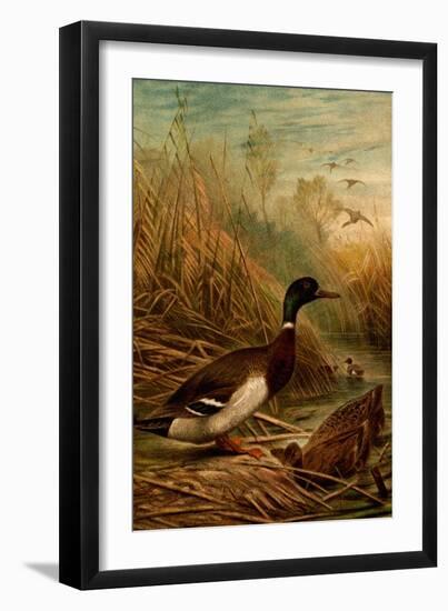 Mallard Duck-F.W. Kuhnert-Framed Art Print